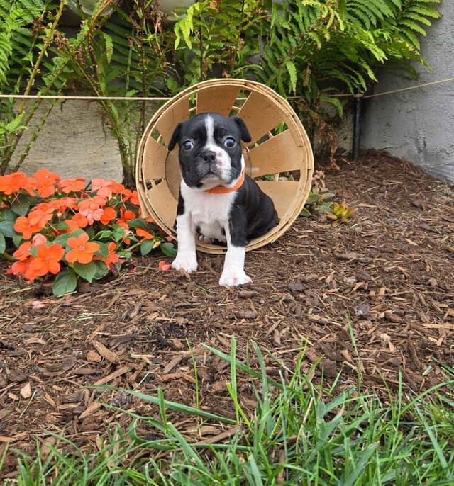 Boston Terrier Puppies media 9