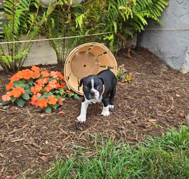 Boston Terrier Puppies media 10