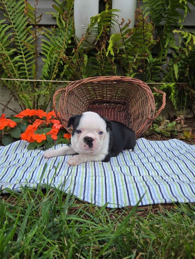 Boston Terrier Puppies media 15