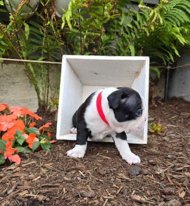 Boston Terrier Puppies media 3