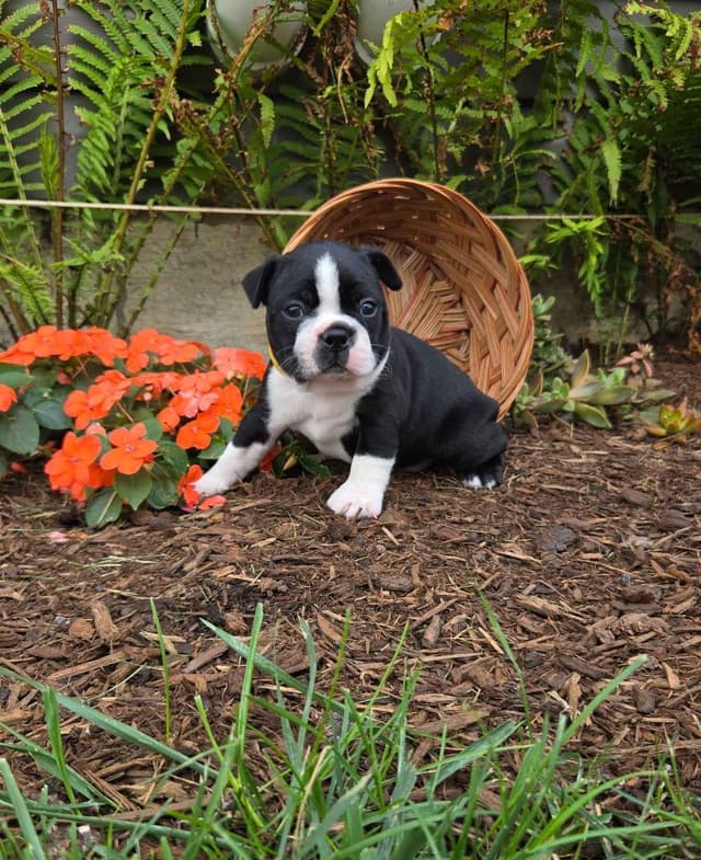 Boston Terrier Puppies media 7