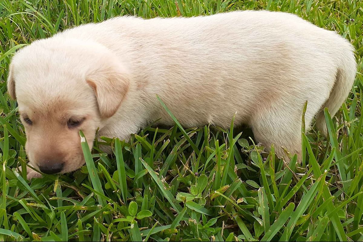 Labrador Retriever Puppies breeder image 7