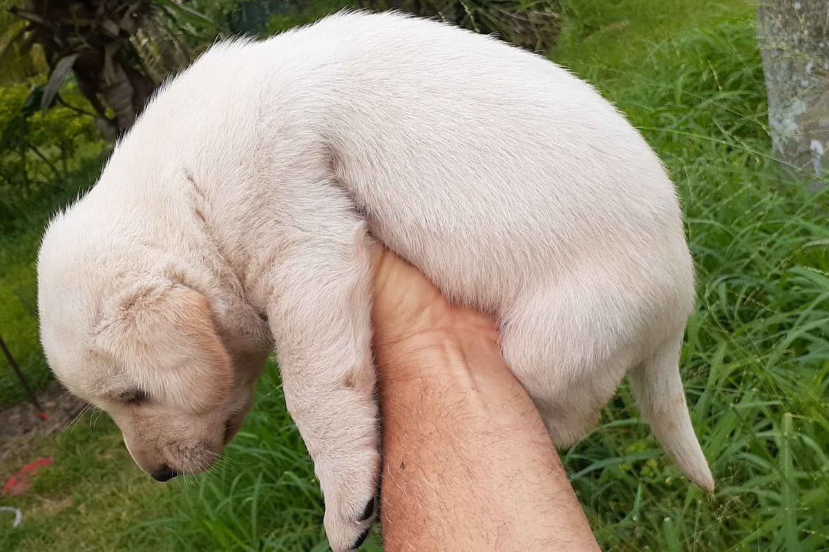 Labrador Retriever Puppies breeder image 8