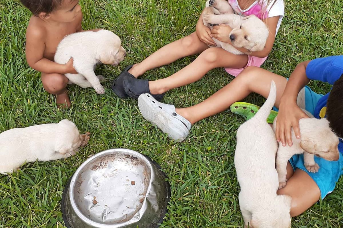 Labrador Retriever Puppies breeder image 9