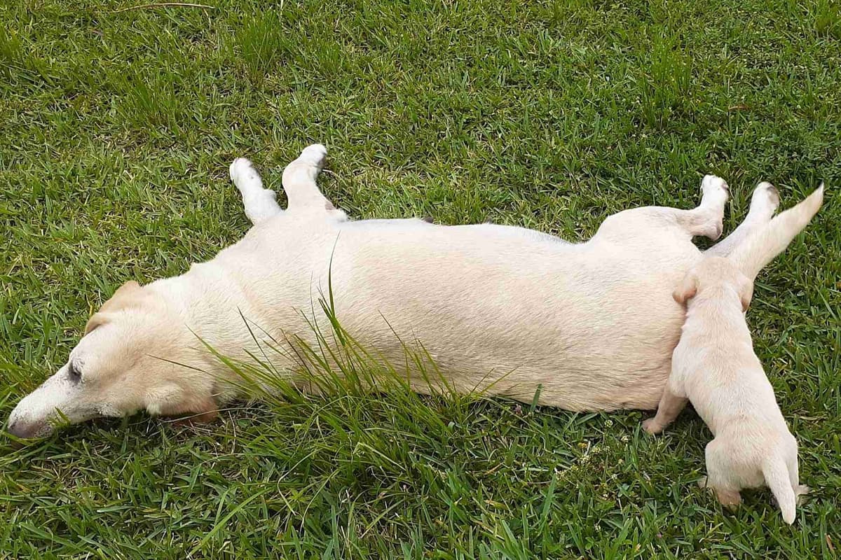 Labrador Retriever Puppies breeder image 10