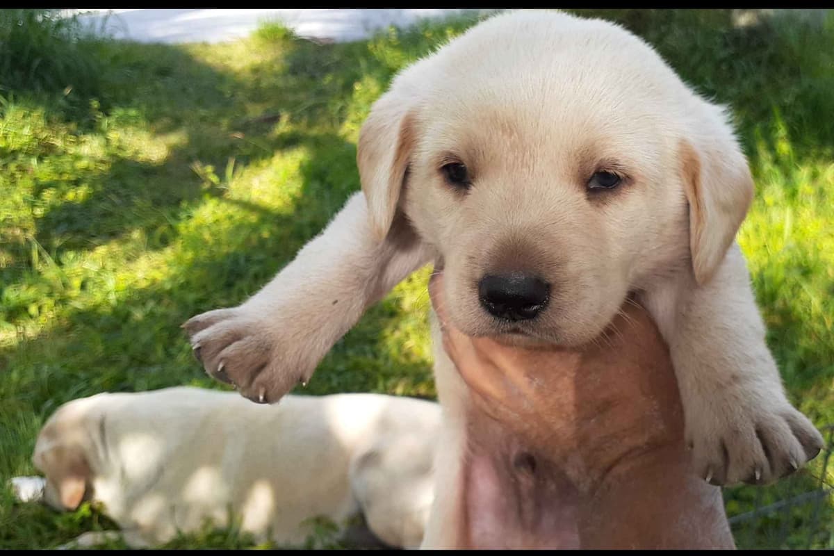 Labrador Retriever Puppies breeder image 11
