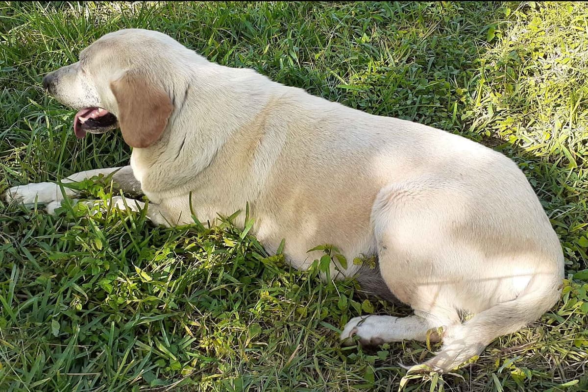 Labrador Retriever Puppies breeder image 12