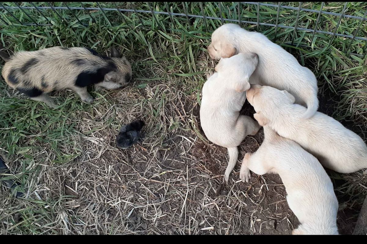 Labrador Retriever Puppies breeder image 13