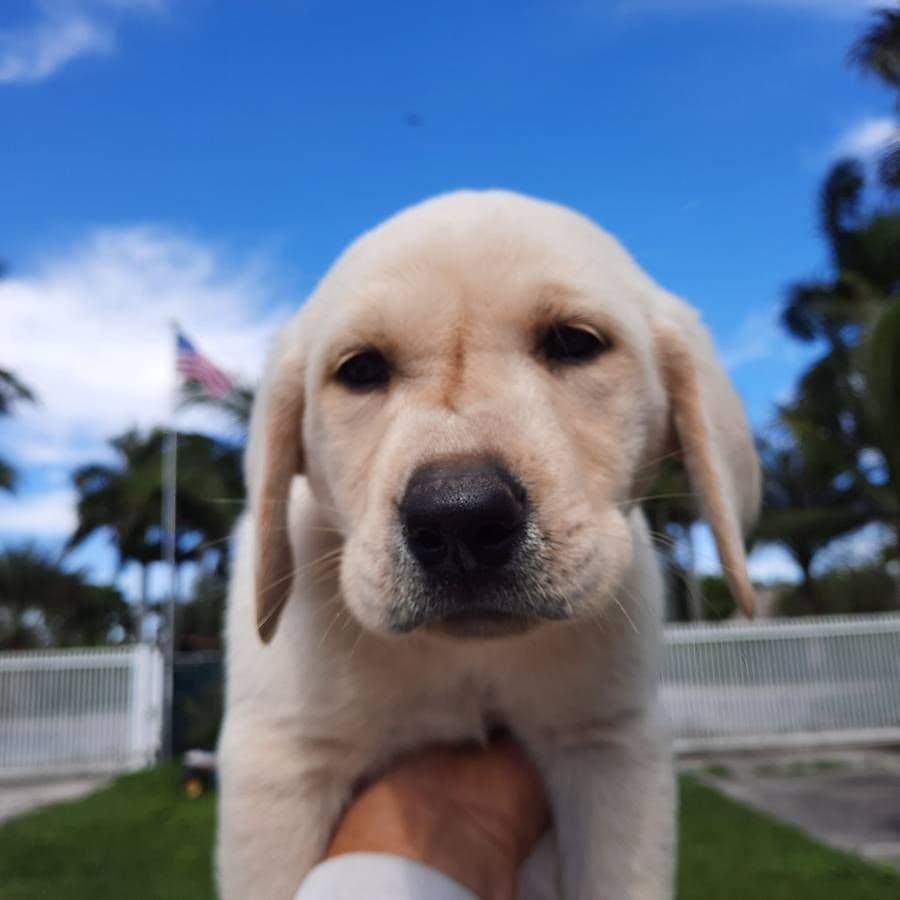 Labrador Retriever Puppies breeder image 14