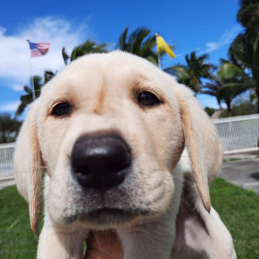 Labrador Retriever Puppies breeder image 15