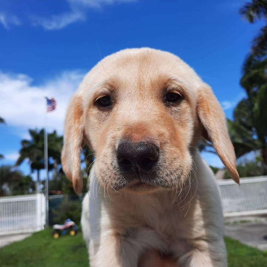 Labrador Retriever Puppies breeder image 16