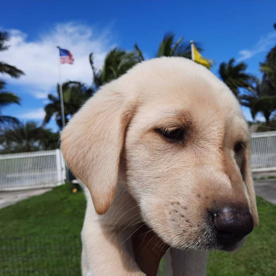 Labrador Retriever Puppies breeder image 17