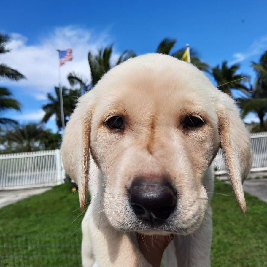 Labrador Retriever Puppies breeder image 18