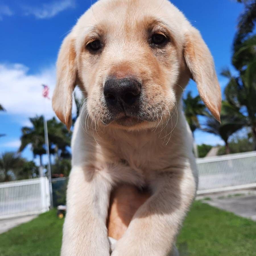 Labrador Retriever Puppies breeder image 19