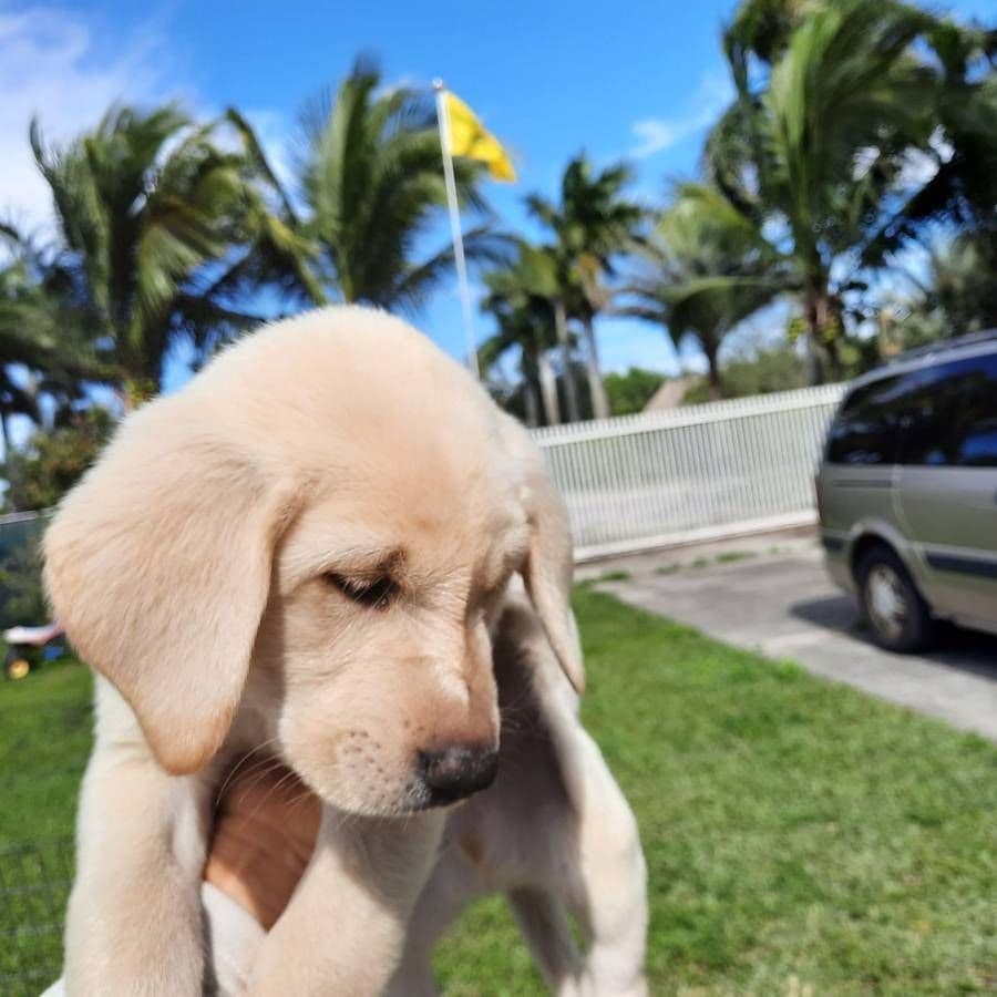 Labrador Retriever Puppies breeder image 20
