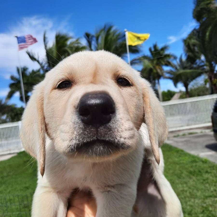 Labrador Retriever Puppies breeder image 22