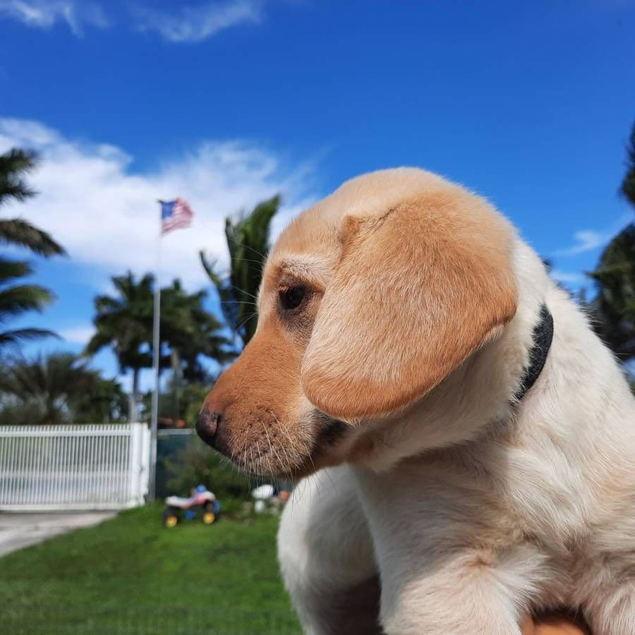 Labrador Retriever Puppies breeder image 23