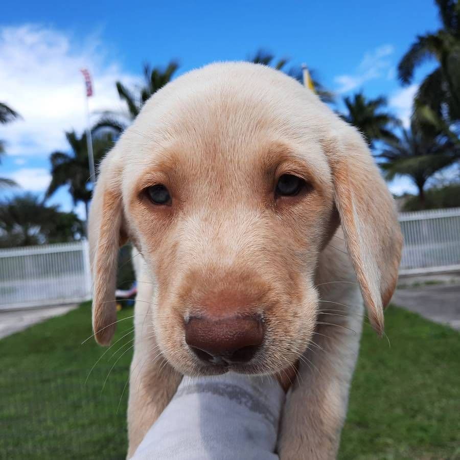 Labrador Retriever Puppies breeder image 24