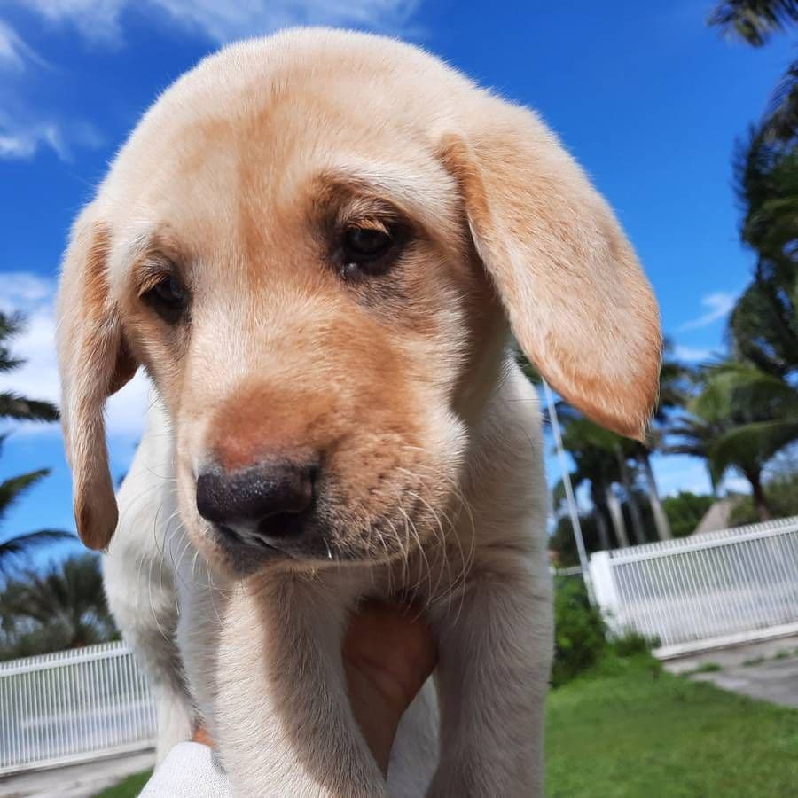 Labrador Retriever Puppies breeder image 25