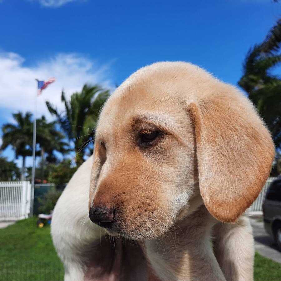 Labrador Retriever Puppies breeder image 26
