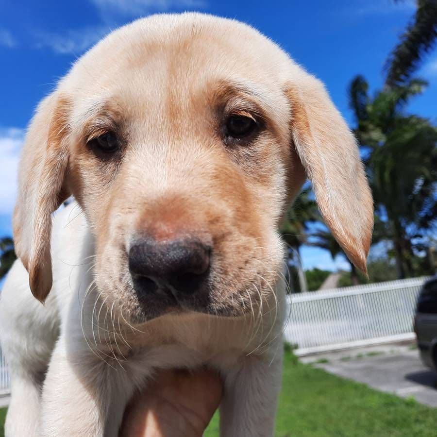 Labrador Retriever Puppies breeder image 27