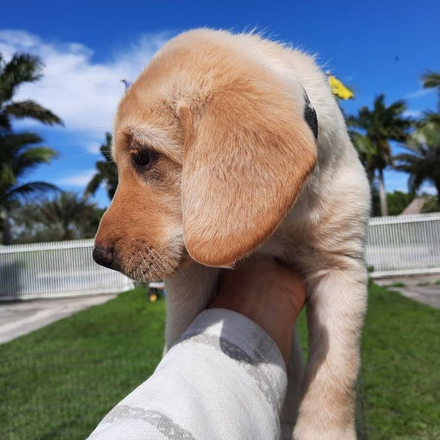 Labrador Retriever Puppies breeder image 3