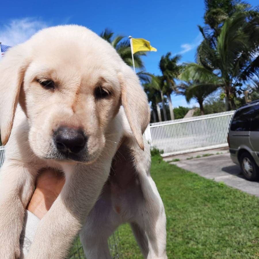 Labrador Retriever Puppies breeder image 29