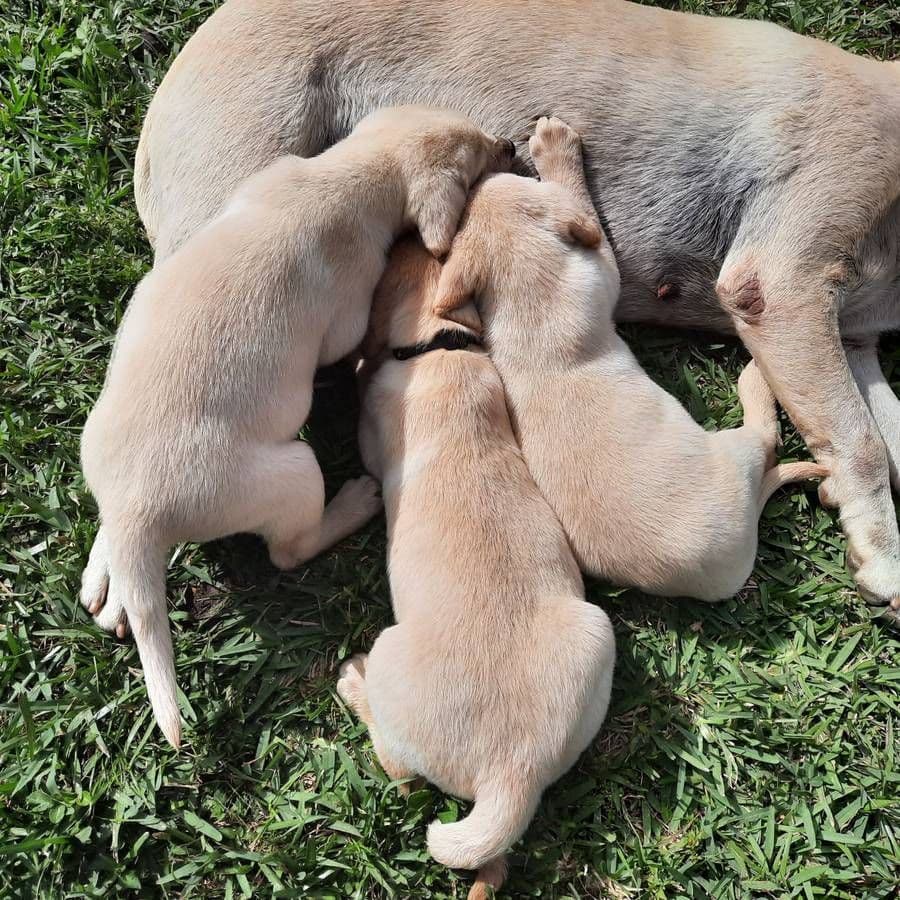 Labrador Retriever Puppies breeder image 4