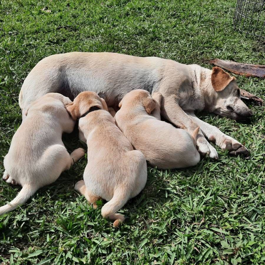 Labrador Retriever Puppies breeder image 30