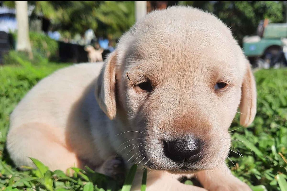 Labrador Retriever Puppies breeder image 1