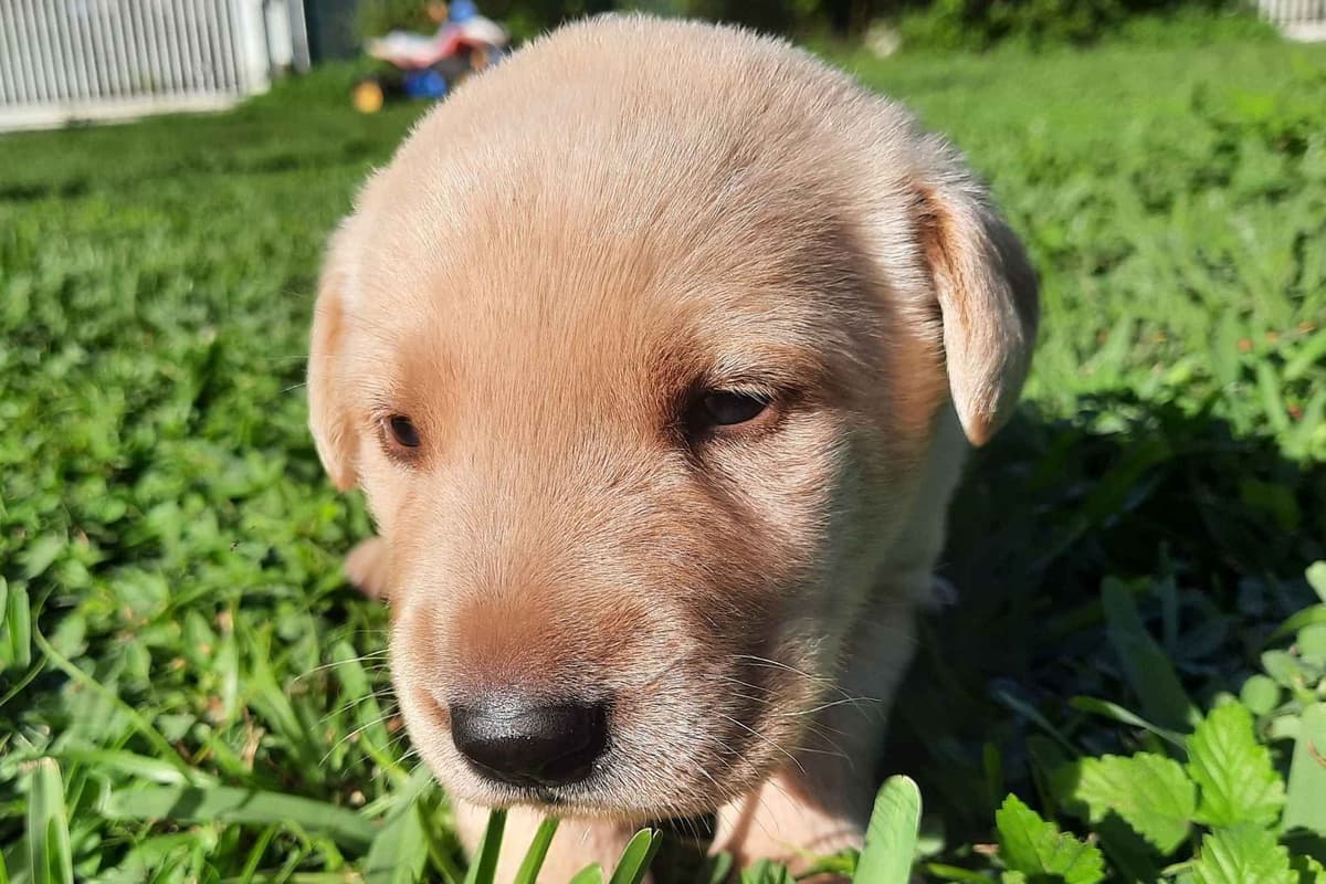 Labrador Retriever Puppies breeder image 32