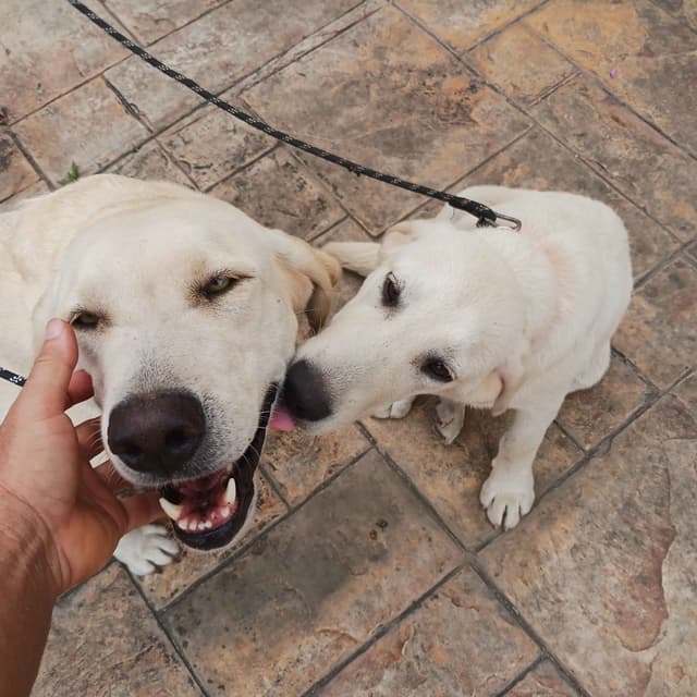 Labrador Retriever Puppies media 3