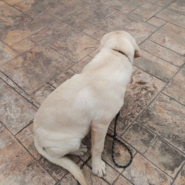 Labrador Retriever Puppies media 4