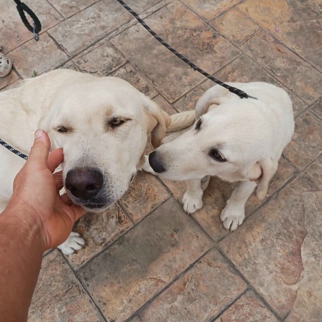 Labrador Retriever Puppies media 5