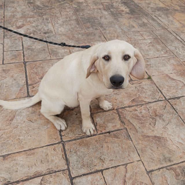 Labrador Retriever Puppies media 6