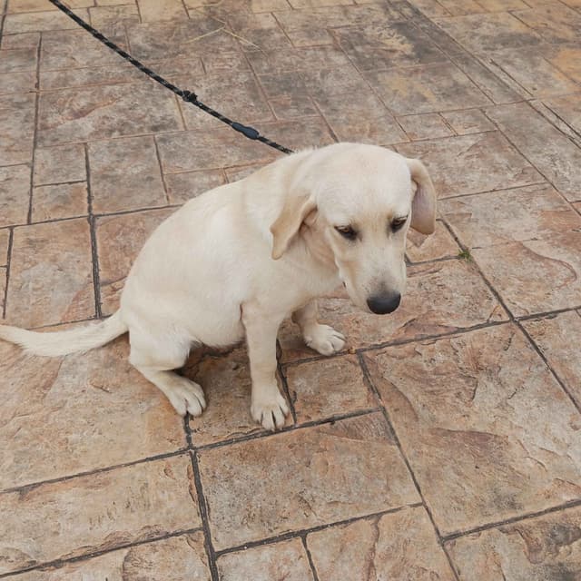 Labrador Retriever Puppies media 7