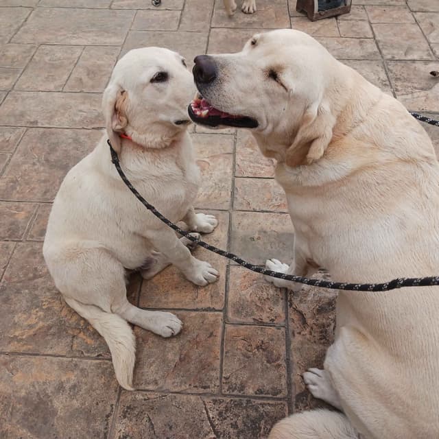 Labrador Retriever Puppies media 8