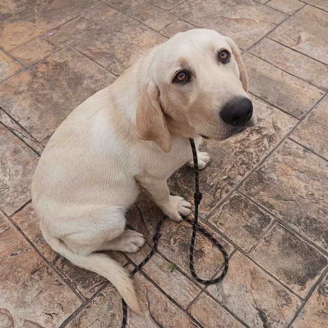 Labrador Retriever Puppies media 9
