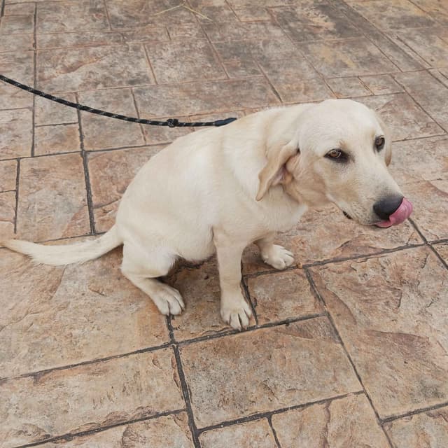 Labrador Retriever Puppies media 10