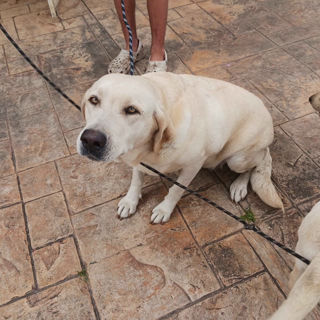 Labrador Retriever Puppies media 11
