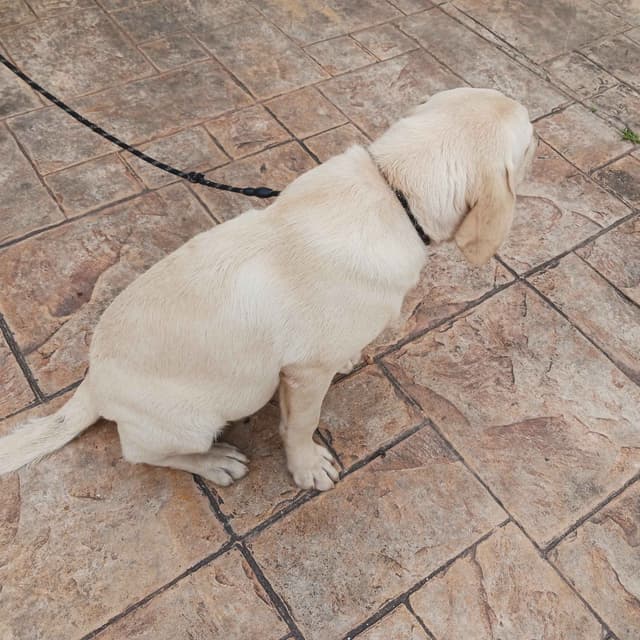Labrador Retriever Puppies media 12