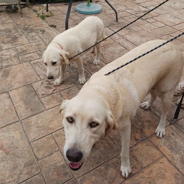 Labrador Retriever Puppies media 13
