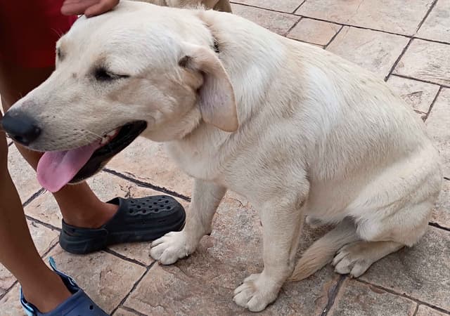 Labrador Retriever Puppies media 14
