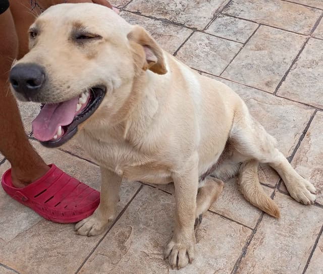 Labrador Retriever Puppies media 15