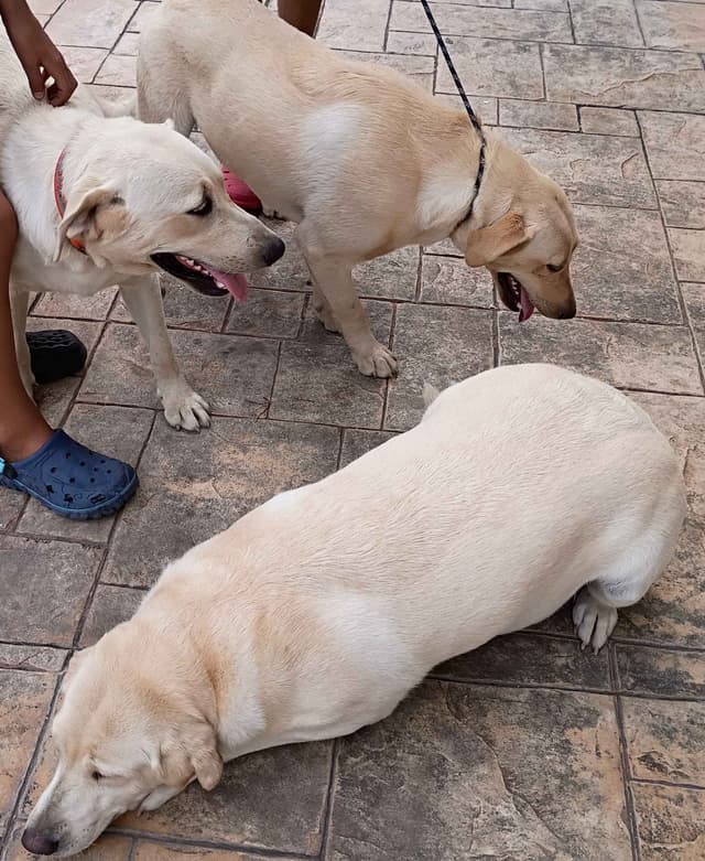 Labrador Retriever Puppies media 16