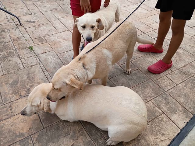 Labrador Retriever Puppies media 18