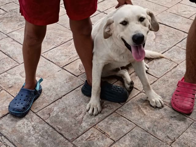 Labrador Retriever Puppies media 19