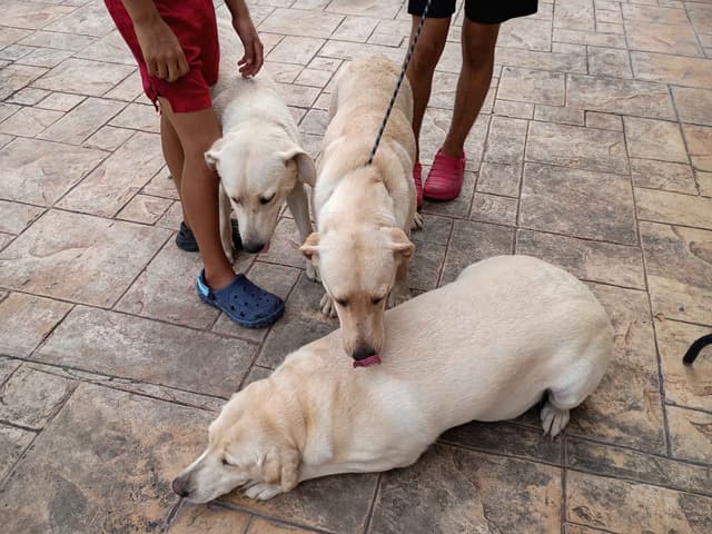 Labrador Retriever Puppies media 20