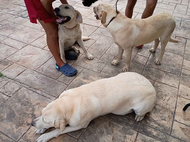 Labrador Retriever Puppies media 21