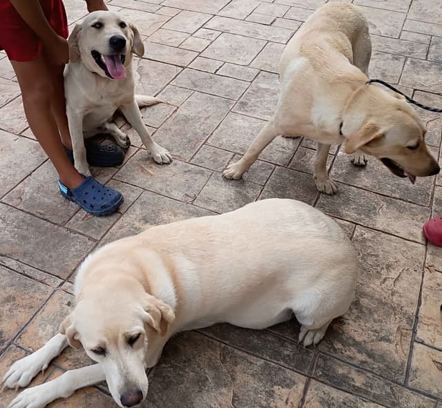 Labrador Retriever Puppies media 22